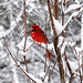Cardinal in Snow Shot by peggysirk