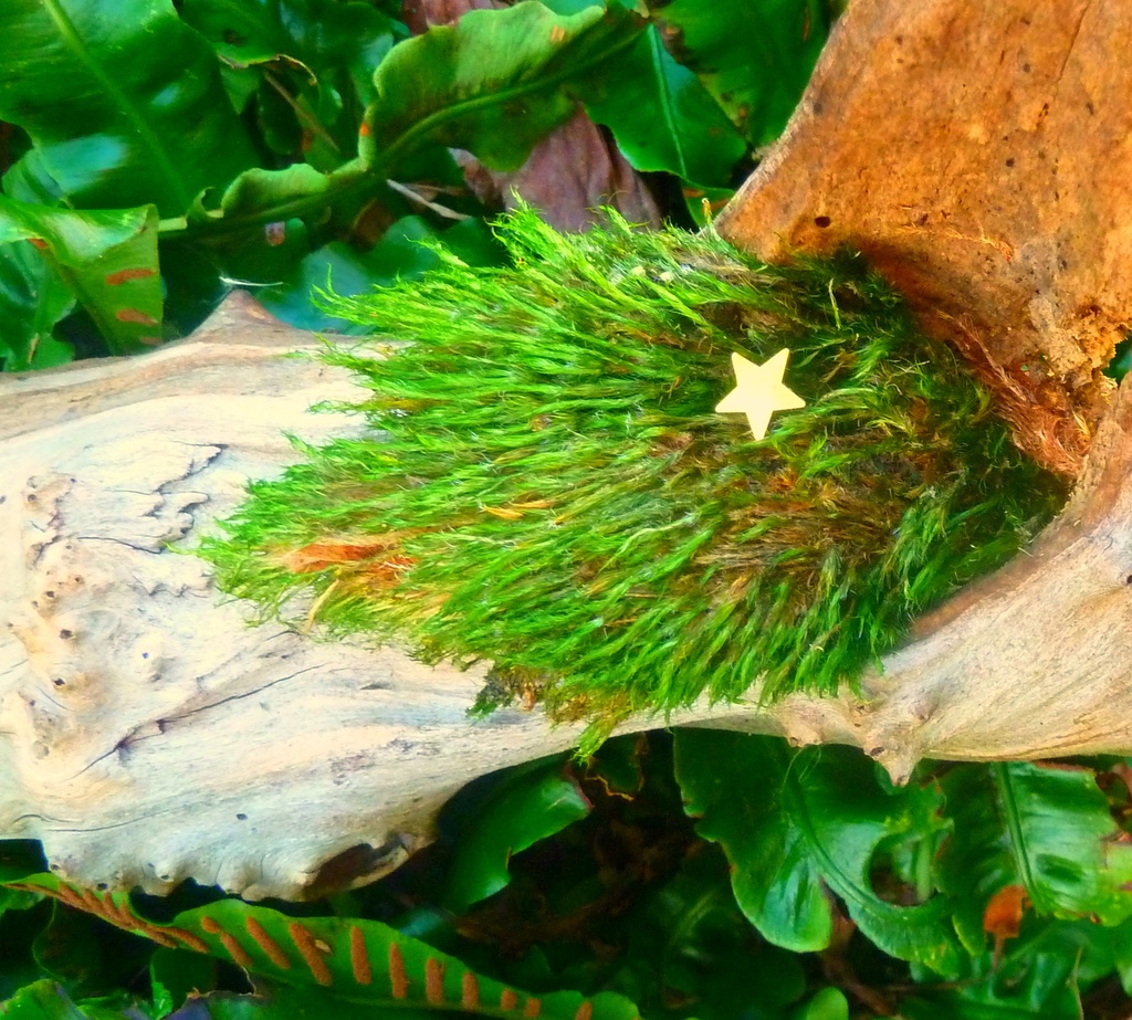 P1030895Fun-in-February word 16 moss.Catch a falling star by wendyfrost