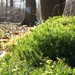 Feb 16: More Moss by bulldog