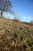 16th Feb 2014 - Heartwood Forest-the beginning.