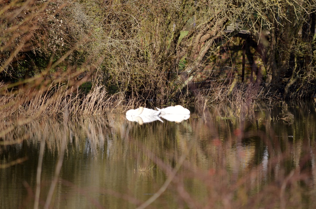 Headless swans  by motorsports