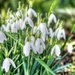 Snowdrops by boxplayer