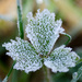 Ice leaf - 16-02 by barrowlane