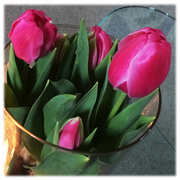 16th Feb 2014 - Pink Tulips 1