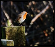 16th Feb 2014 - Friendly robin