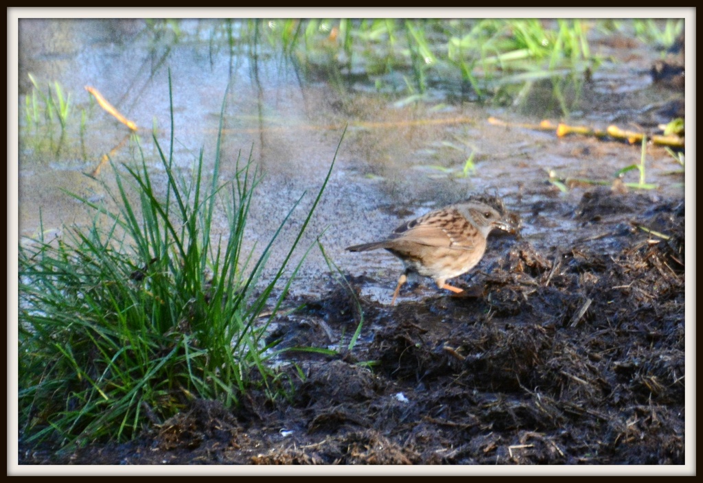 Flooded field with dunnock by rosiekind