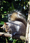 13th Feb 2014 - squirrel