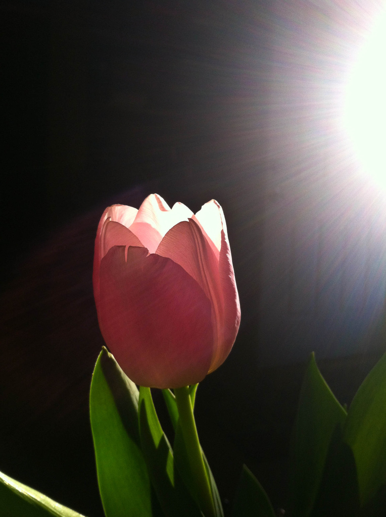 tulip by vickisfotos
