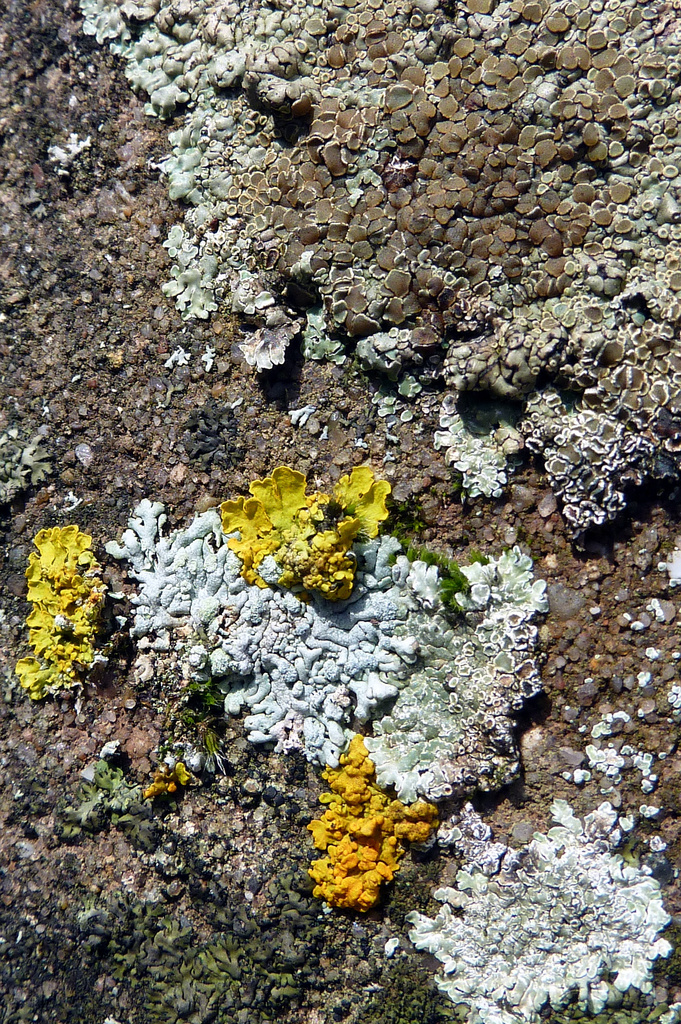 Tiled Lichen by phil_howcroft