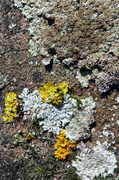 16th Feb 2014 - Tiled Lichen