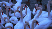 16th Feb 2014 - Colony of Swans
