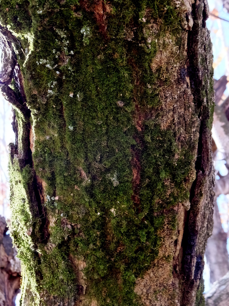Much Moss by linnypinny