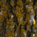 Mossy Oak by bellasmom