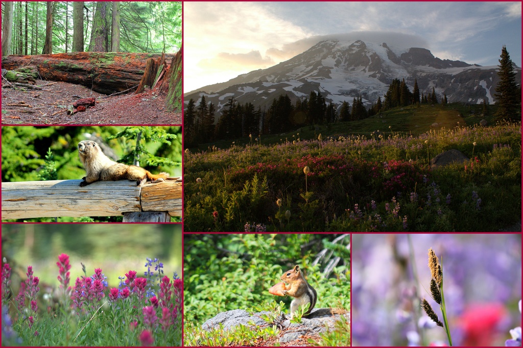Another Mt Rainier Collage - Summer 2013 by jankoos