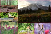 13th Feb 2014 - Another Mt Rainier Collage - Summer 2013