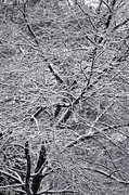 18th Feb 2014 - Ice Tree