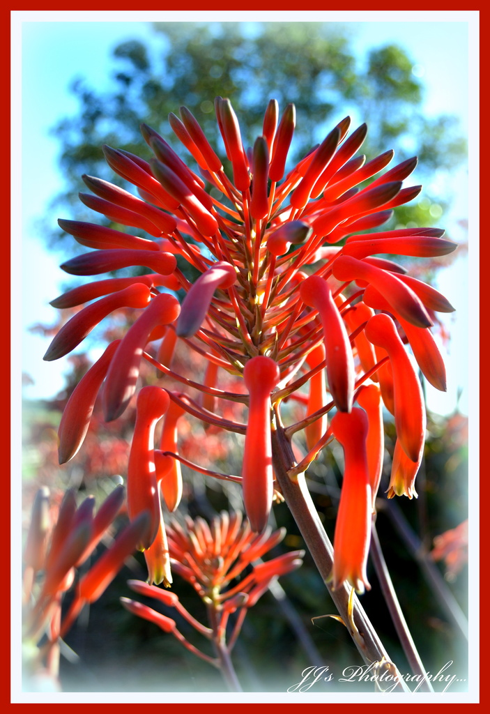 Aloe.. by julzmaioro