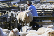 16th Feb 2014 - Counting Sheep
