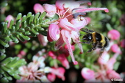 17th Feb 2014 - Flight of the Bumblebee