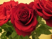 15th Feb 2014 - Valentine Roses