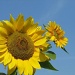 One more sunflower. by maggie2