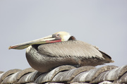 16th Feb 2014 - San Diego Pelican
