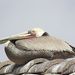 San Diego Pelican on 365 Project