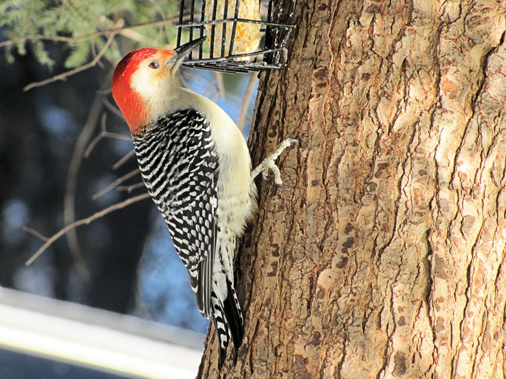 Red headed woodpecker by maggie2