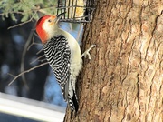 17th Feb 2014 - Red headed woodpecker