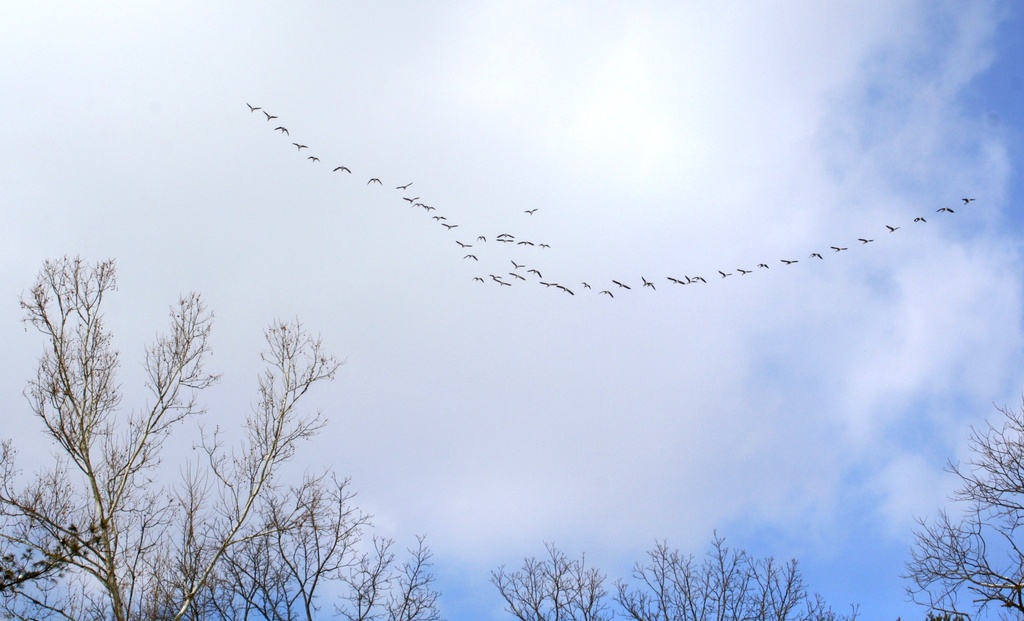 Geese in flight by mittens