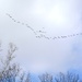 Geese in flight by mittens