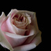 Soft Valentine's rose by mittens