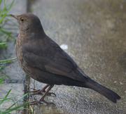 17th Feb 2014 - Female Blackbird