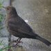 Female Blackbird by pcoulson