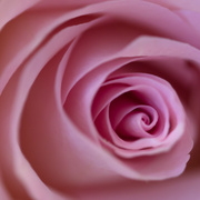 14th Feb 2014 - a rose 