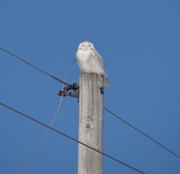 17th Feb 2014 - Snowy Owl, Barry County Michigan