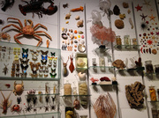 14th Feb 2014 - Zoological Museum