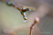 18th Feb 2014 - Raindrop