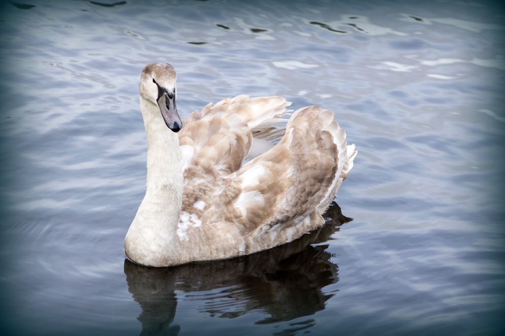 Swan by bizziebeeme