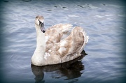 23rd Apr 2010 - Swan