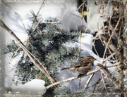 17th Feb 2014 - Winter Sparrow