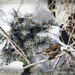 Winter Sparrow by gardencat