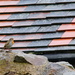 Red-breasted Robin on Ruin by Roof by daffodill