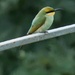 Rainbow Bee Eater by bella_ss