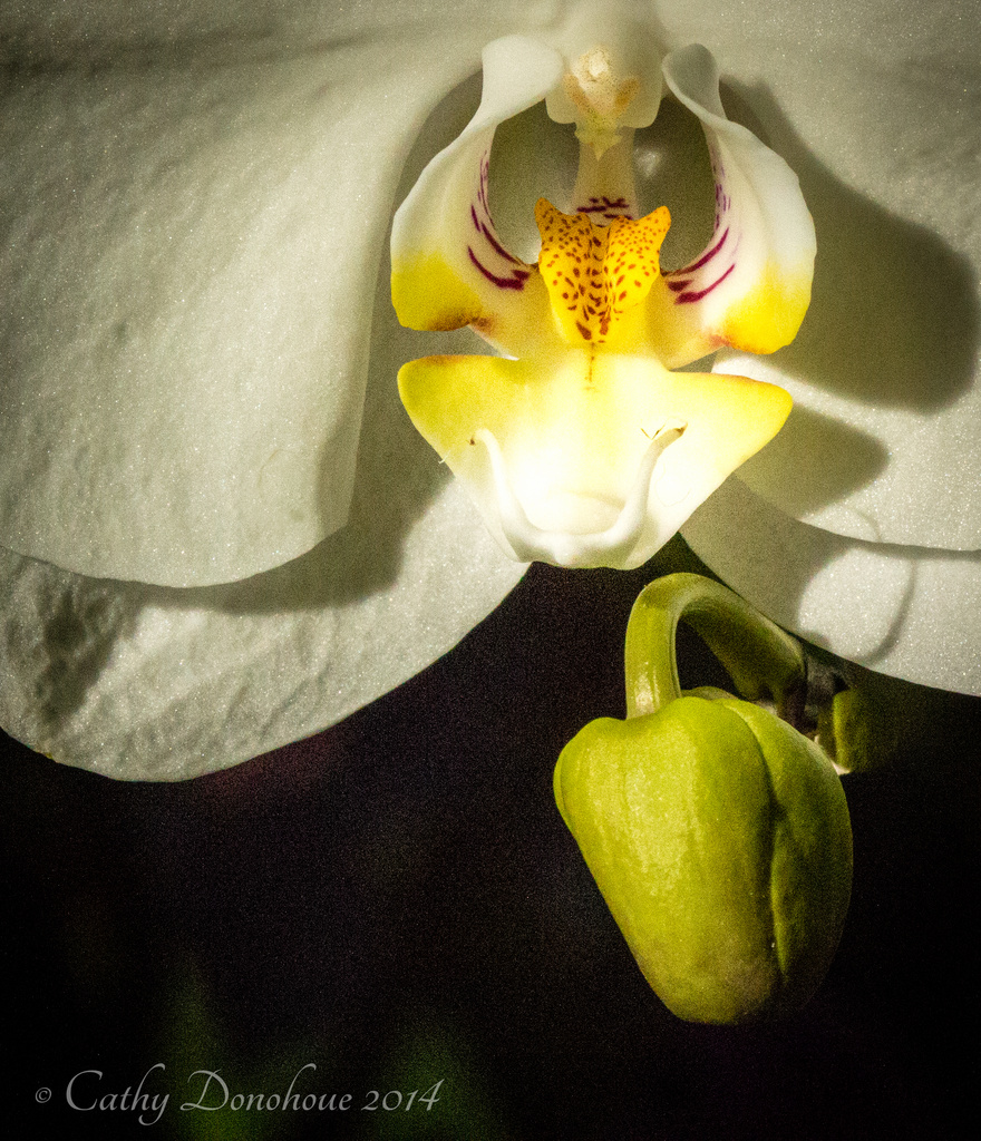 White Orchid by cdonohoue