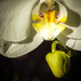 White Orchid by cdonohoue