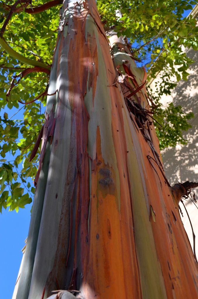 Tree bark by mariaostrowski