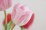 17th Feb 2014 - Tulips