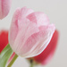 Tulips by dakotakid35