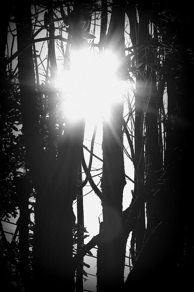 Sun through a Pohutukawa Tree by graemestevens